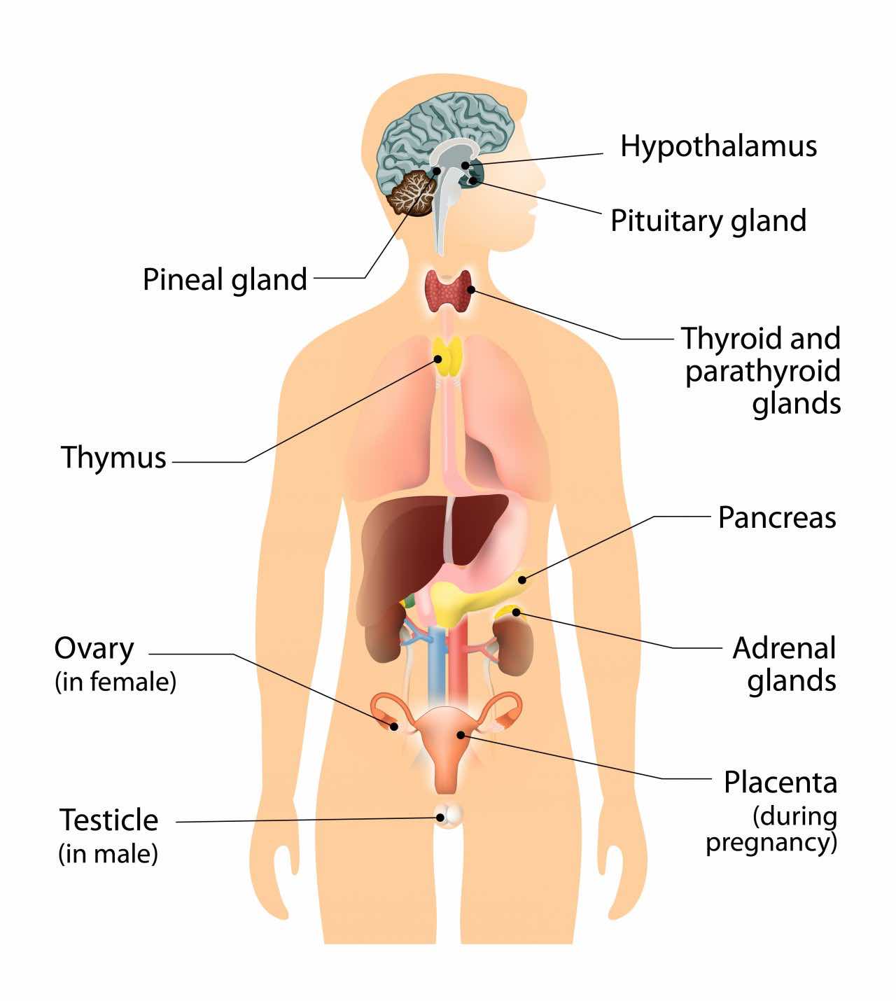 Endocrine System